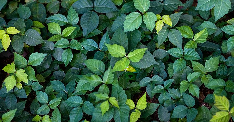 Om jewelweed effectief te laten zijn als behandeling voor uitslag van poison ivy in ernstige gevallen