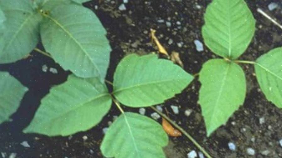 Rhus diversilobum lijkt qua uiterlijk meer op poison ivy