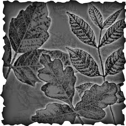 Dus leer hoe u poison ivy kunt identificeren op basis van andere plantendelen dan de bladeren