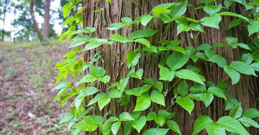 De jeukende uitslag die de meeste mensen krijgen van poison ivy wordt veroorzaakt door een heldere
