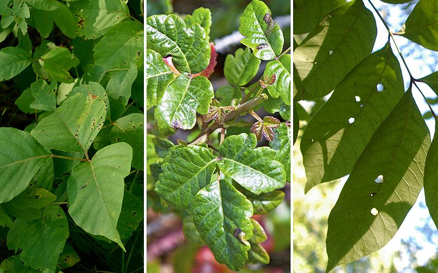 Dezelfde reinigingstechnieken die worden aanbevolen voor stoffen die zijn blootgesteld aan poison ivy