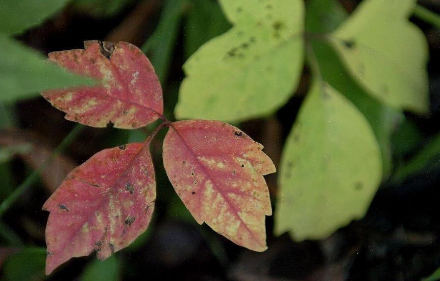 Hoe poison ivy op elk moment van het jaar te identificeren Wanneer poison ivy te verwijderen