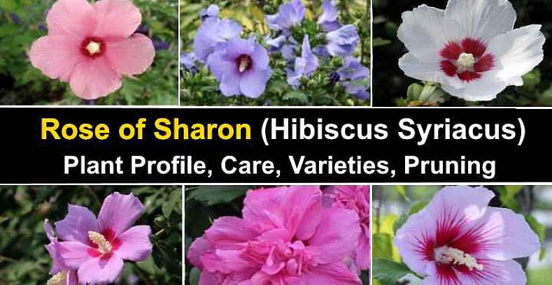 Rose of Sharon is een van uw opties voor een struik met witte bloemen