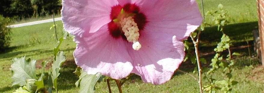 Bij roos van Sharon zitten de zaden in kleine zaaddozen die net onder de bloemen verschijnen