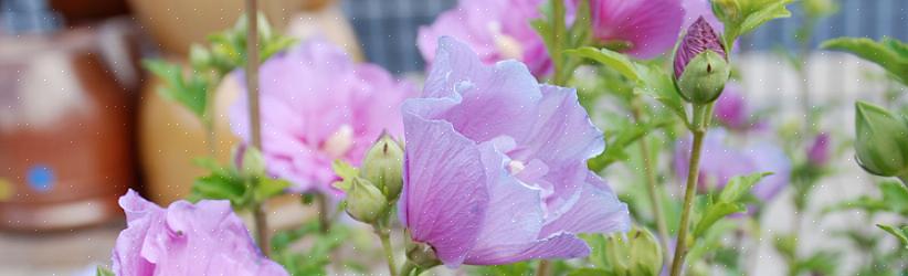 Tijdens droge zomers kunnen roos van Sharon-bloemknoppen worden beschadigd door droogte