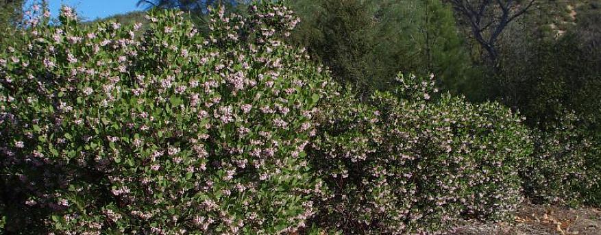 De lavendelkleurige bloemen van deze droogtetolerante struik bloeien lang