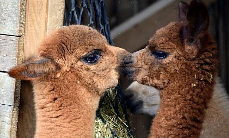 Alpaca's winnen snel aan populariteit als wollen vee