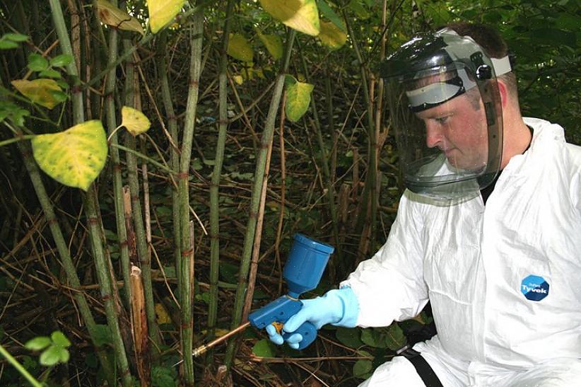 Japanse duizendknoop verwijderen door middel van injectie met herbiciden