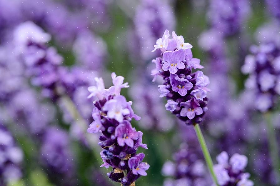 Deze planten stammen af van een hybride tussen Engelse lavendel