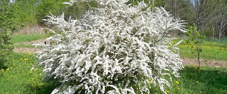 De spirea van de bruidskrans is een middelgrote bladverliezende struik met trossen kleine witte bloemen