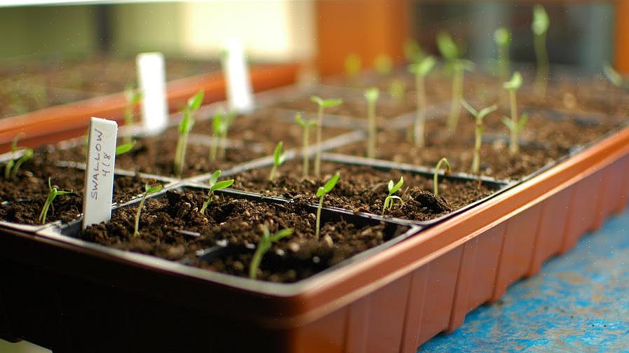 Het starten van zaden binnenshuis vereist dezelfde basiselementen als het buiten kweken van planten