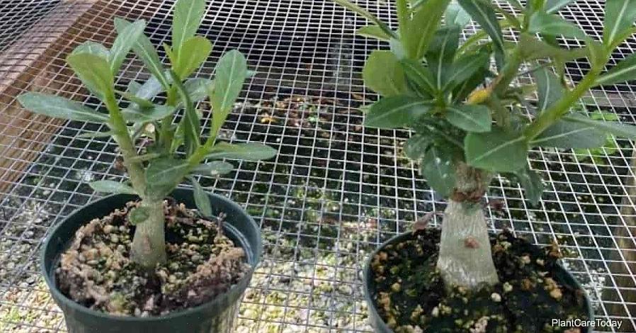 De woestijnroos (Adenium obesum) is een opvallende plant met sappige stengels
