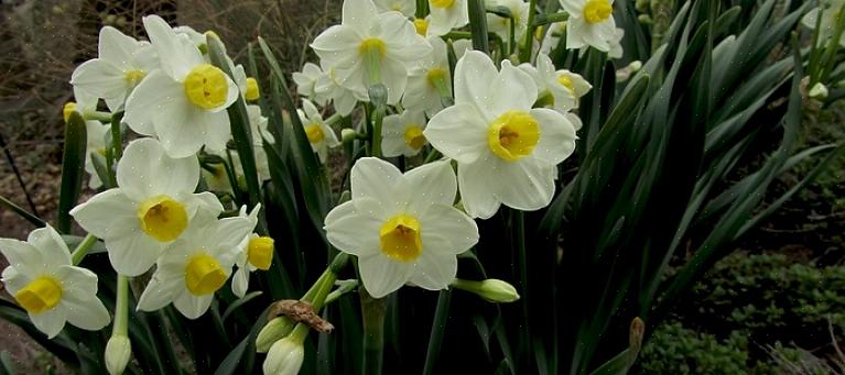 De bekendste voorjaarsbloeiers zijn bloemen zoals narcissen