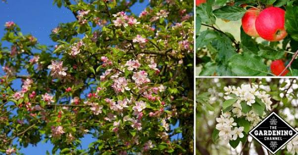Appelbomen (Malus spp.) En andere planten uit de rozenfamilie