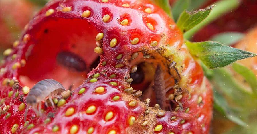 De meest voorkomende aardbeienplagen zijn naaktslakken