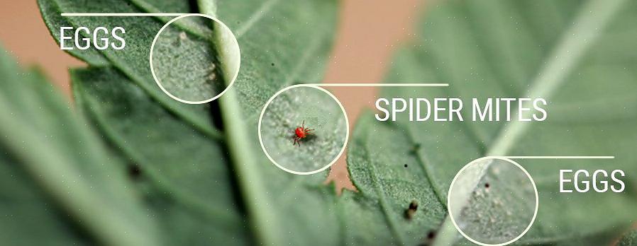 Spintmijten behoren tot de meest voorkomende plagen in tuinen
