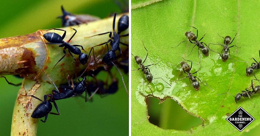 Mieren zijn agressief