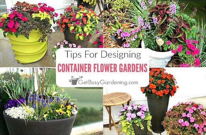 Waardoor ze zowel een mooie achtergrond als een frame vormen voor de andere planten in je container