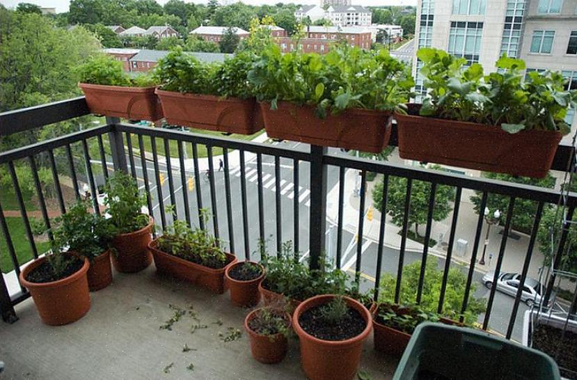 Winterharde vaste planten kunnen de winter in hun containers overleven