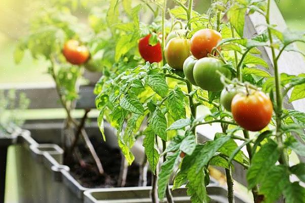 Tomaten hebben veel water en kunstmest nodig