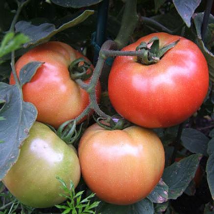 Veel mensen denken dat je geen goede erfstuktomaten kunt kweken in de tropen of de subtropen