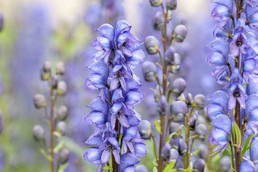 Monnikskap is een hoge plant die laat in de zomer bloeit