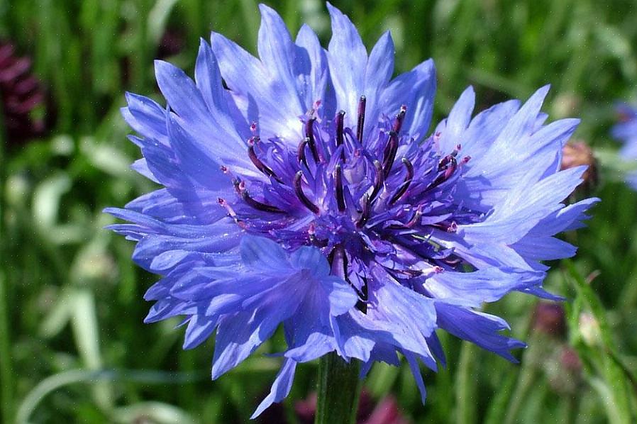 Korenbloemen zijn eenjarige planten die vrijwel overal kunnen worden gekweekt