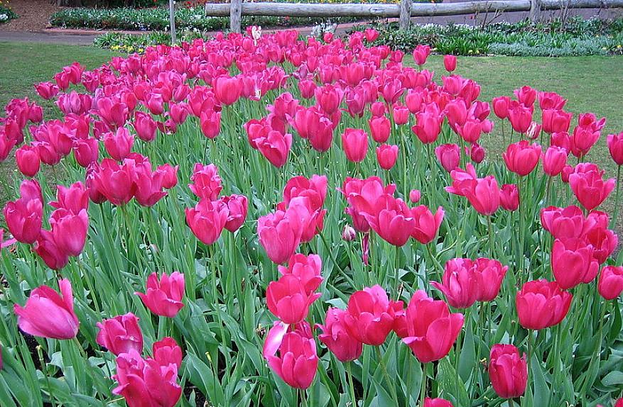 Zoals veel tuinbloemen gedijen tulpen in rijke grond met een goede afwatering