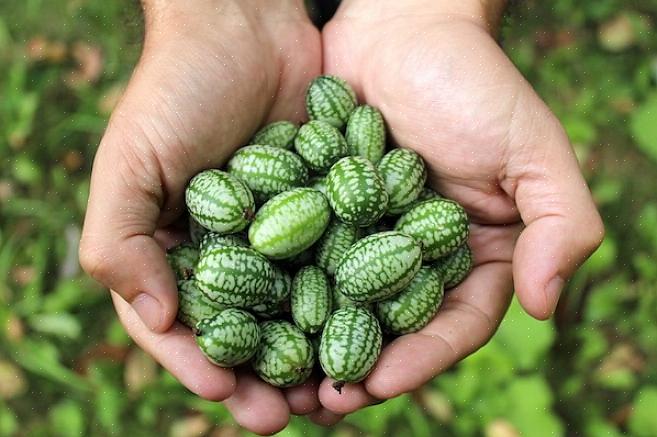 Hebben cucamelons zes tot acht uur of meer direct zonlicht nodig