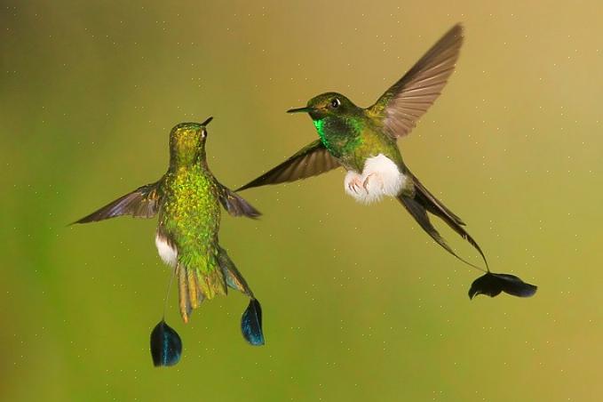 Verander regelmatig kolibrie nectar