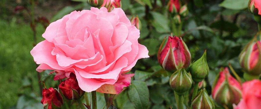 Deze inspanningen voor het verzorgen van rozen in de lente zouden uw rozen een goede