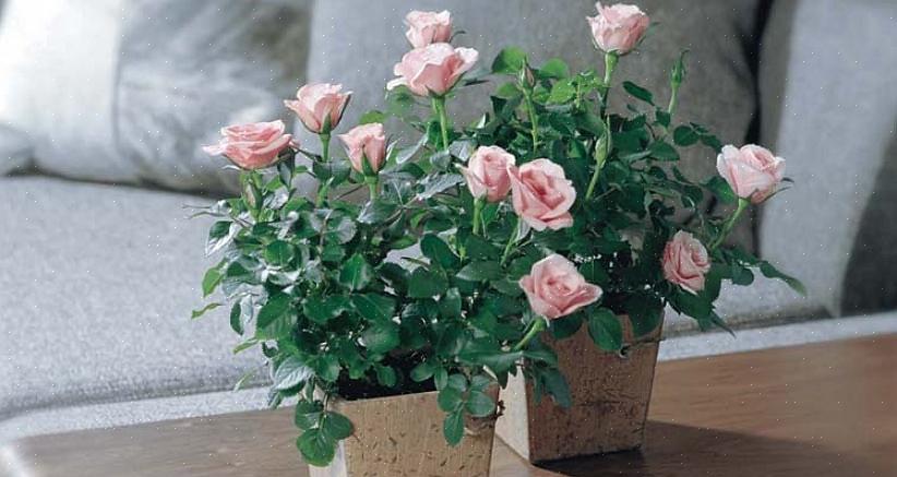Kordana-rozen zijn sterker dan veel theeroosjes
