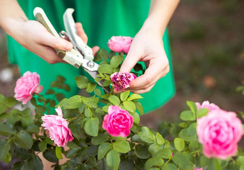 U kunt de toekomstige bloesems van uw rozenstruik beïnvloeden voordat de plant zelfs de grond in gaat