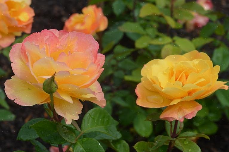 Overweeg dan om zowel de luchtcirculatie in de rozentuin als de groeikracht van uw rozen te verbeteren