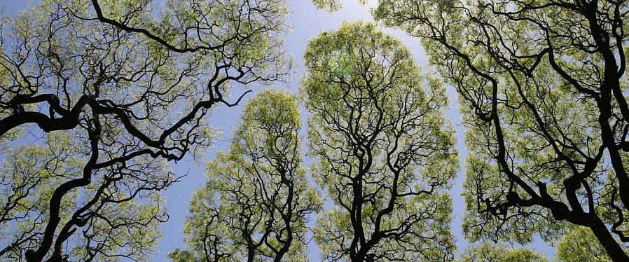 Deze ondersoort van lindehout heeft vergelijkbare bladharen als de zilveren lindeboom