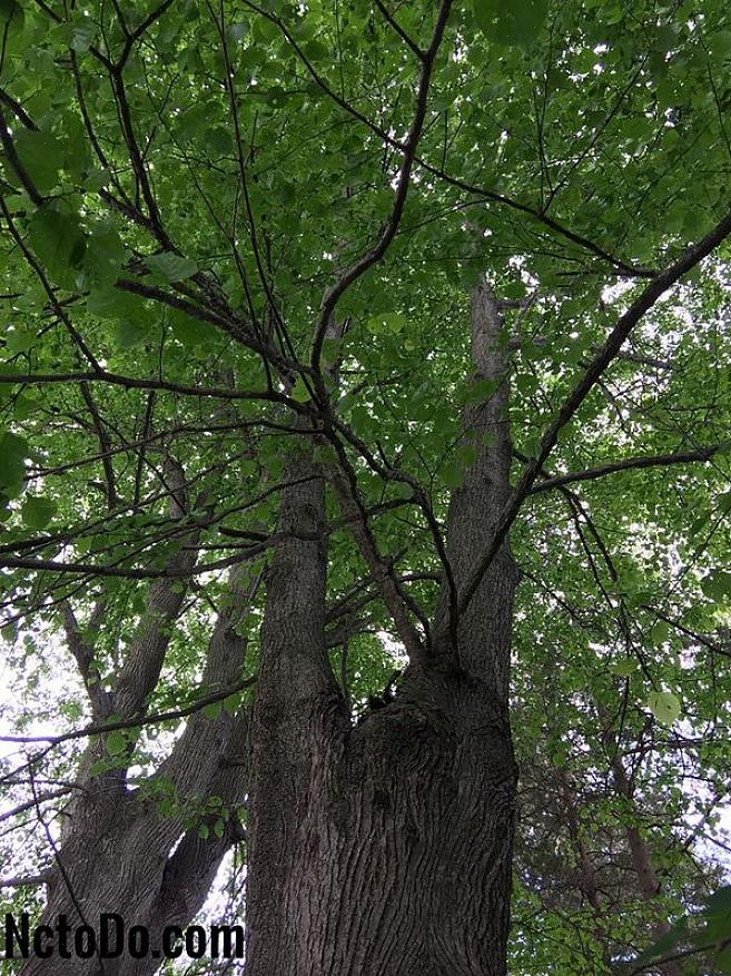 Deze boom kan worden verward met de gewone lindeboom die in parken wordt gekweekt