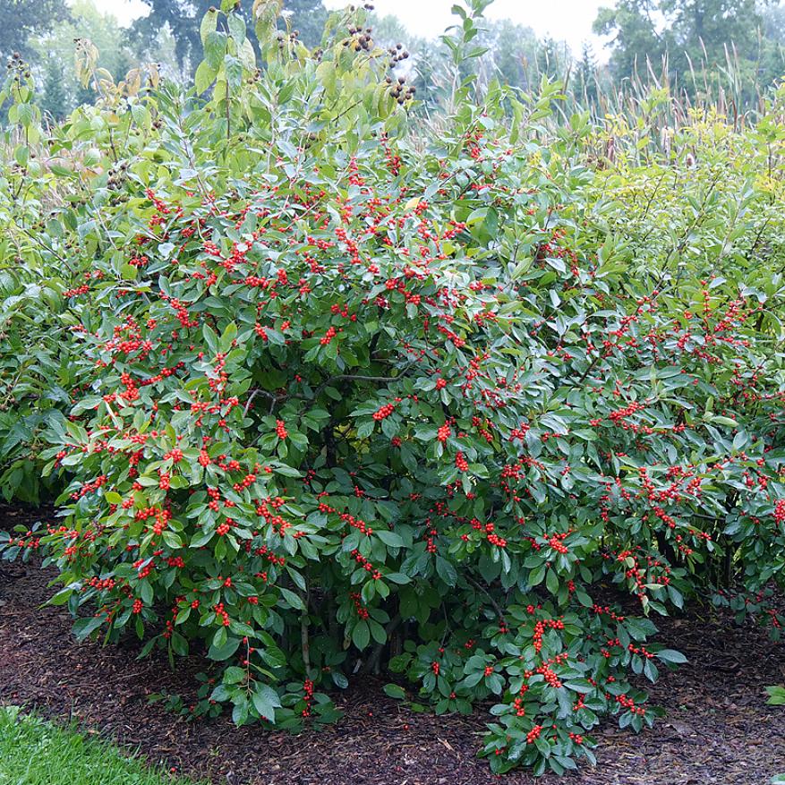 Met de nieuwe vraag naar inheemse planten past winterberry precies