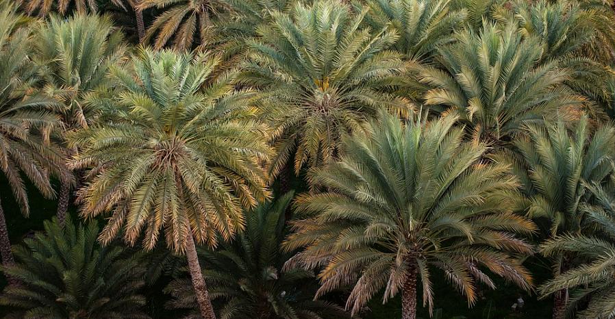 De zaden van de meeste palmen worden op vertakte fluorescentie gehouden