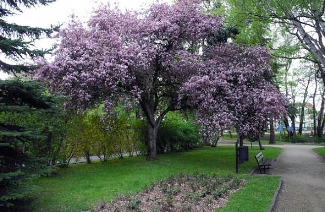 Purple Leaf Plum is een middelgrote bladverliezende boom die een populaire showcaseplant is in landschappen