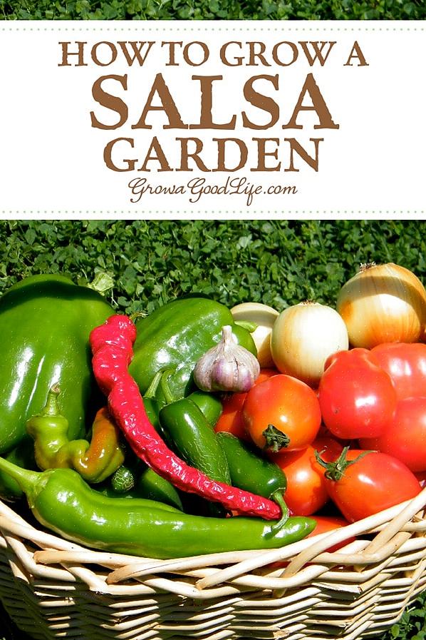 Kun je nog steeds genieten van zelfgemaakte saus door paprika's te kweken in je salsatuin