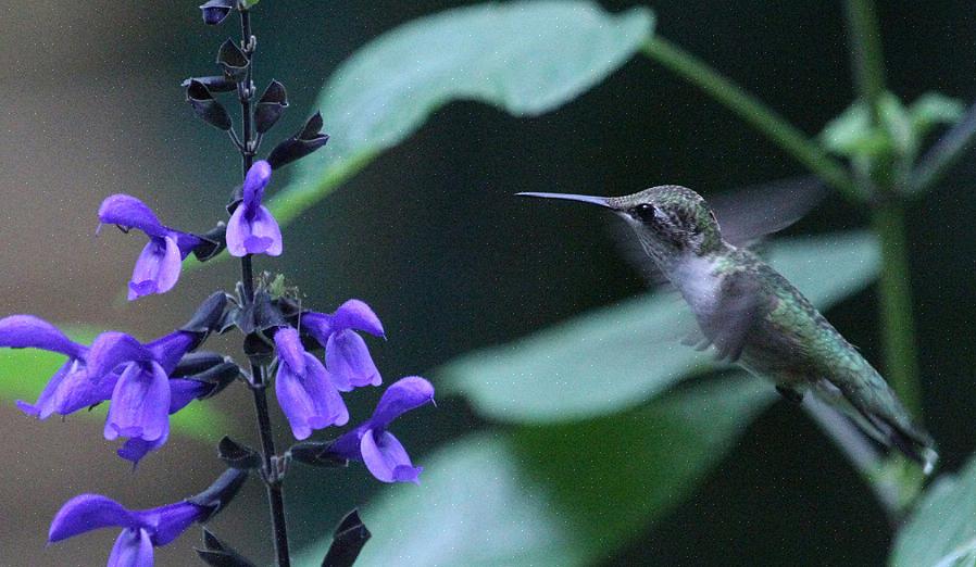 Agressie van kolibries kan een probleem zijn als je veel kolibries tegelijk wilt voeren