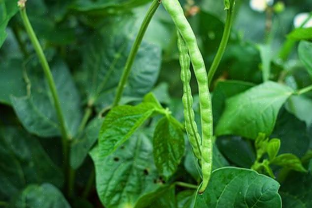 De bladeren van de erwtenplant met zwarte ogen zijn de bekende puntige hartvorm die veel voorkomt bij bonen