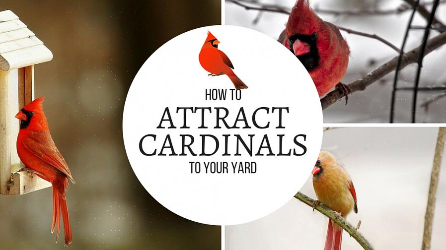 Hoe noordelijke kardinalen aantrekken
