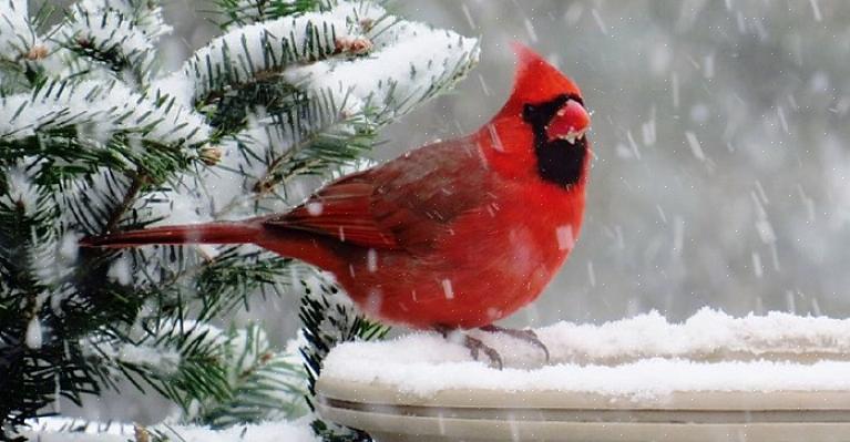 Hoewel noordelijke kardinalen relatief gemakkelijk kunnen worden aangetrokken