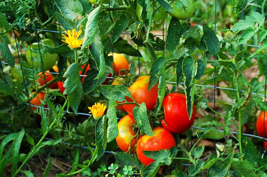 Borage Gelukkig zijn tomaten goede metgezellen bij de meeste populaire tuingroenten