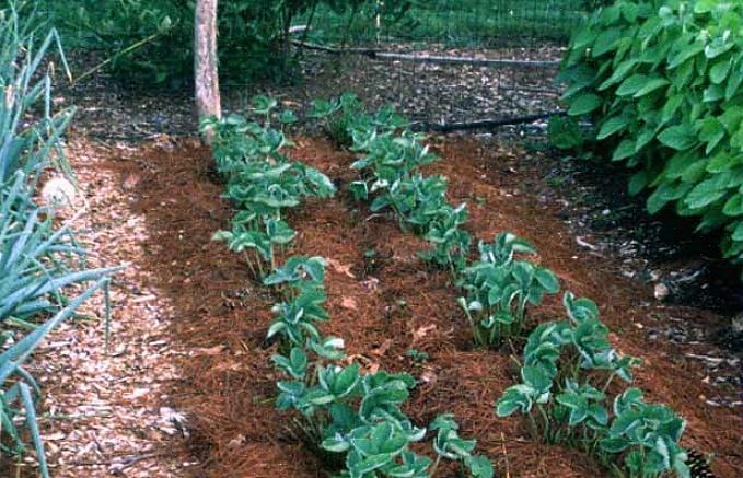 Is door het te renoveren door de bestaande planten te verdunnen