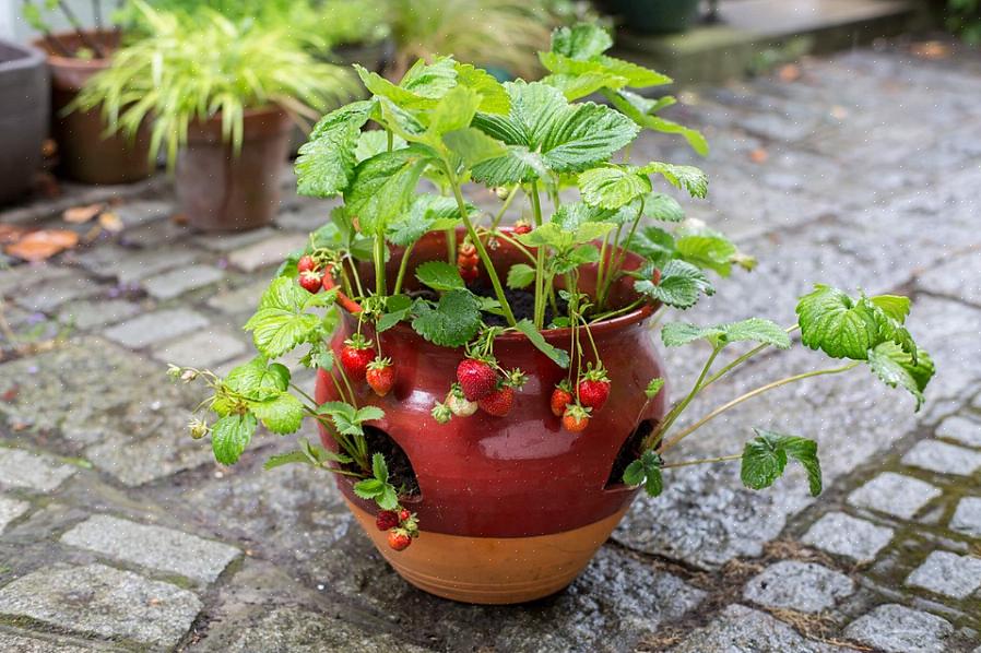 Het kweken van aardbeien in een pot is eenvoudig