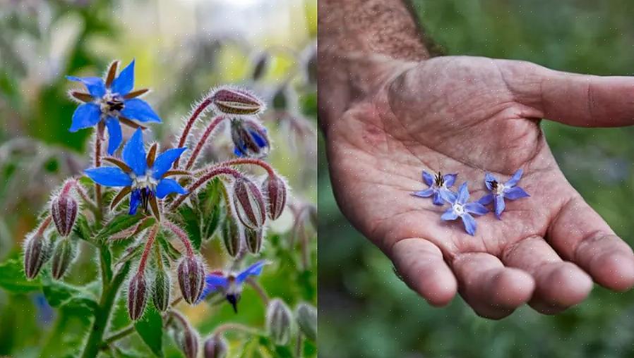 Bernagie is een gemakkelijk groeiende eenjarige kruidenplant met felblauwe bloemen