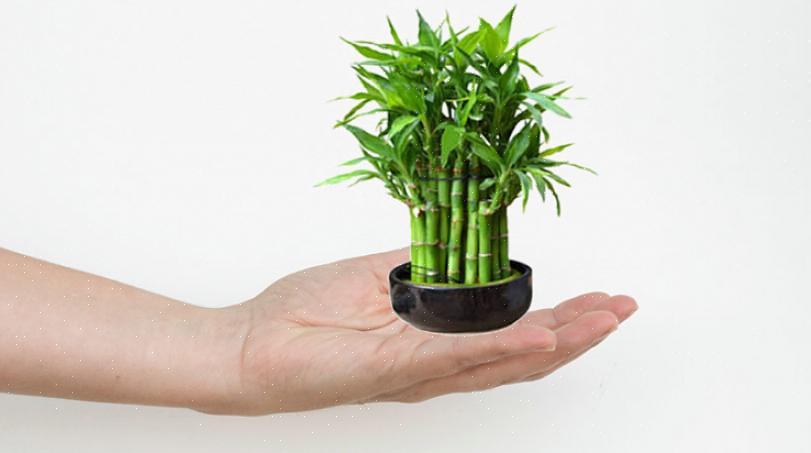 De meer ingewikkelde lucky bamboo-planten kunnen honderden dollars kosten