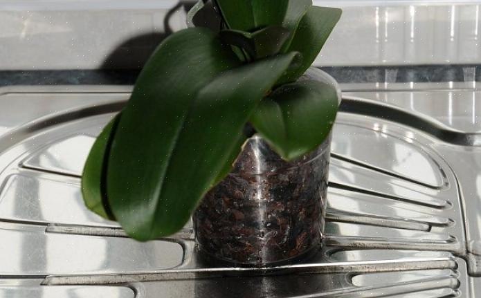 Net als een dure watermeter is orchidee velamen een uitstekende indicator voor de waterbehoefte van uw plant